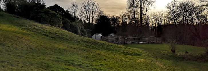 Early evening in the garden