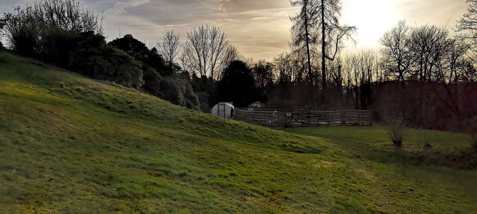 Early evening in the garden